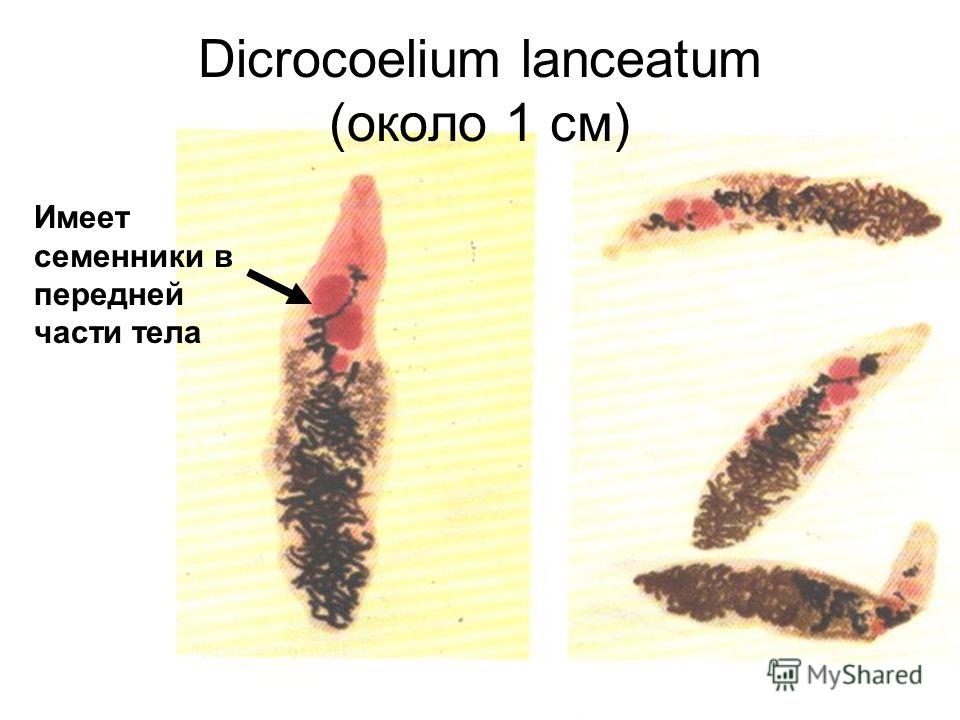 Dicrocoelium lanceatum (около 1 см) Имеет семенники в передней части тела