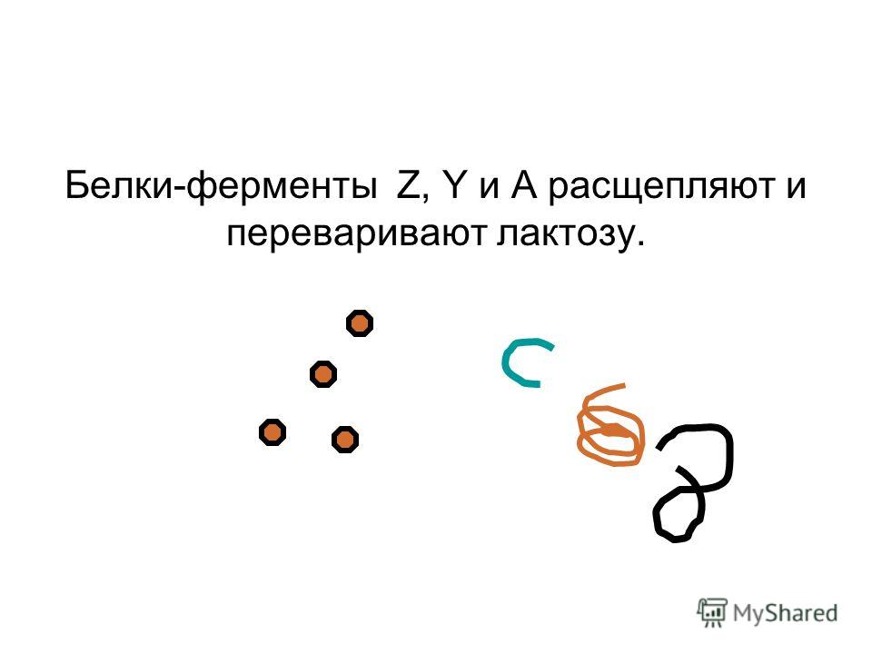 Белки-ферменты Z, Y и А расщепляют и переваривают лактозу.