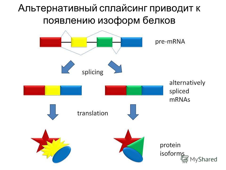 Альтернативный сплайсинг приводит к появлению изоформ белков