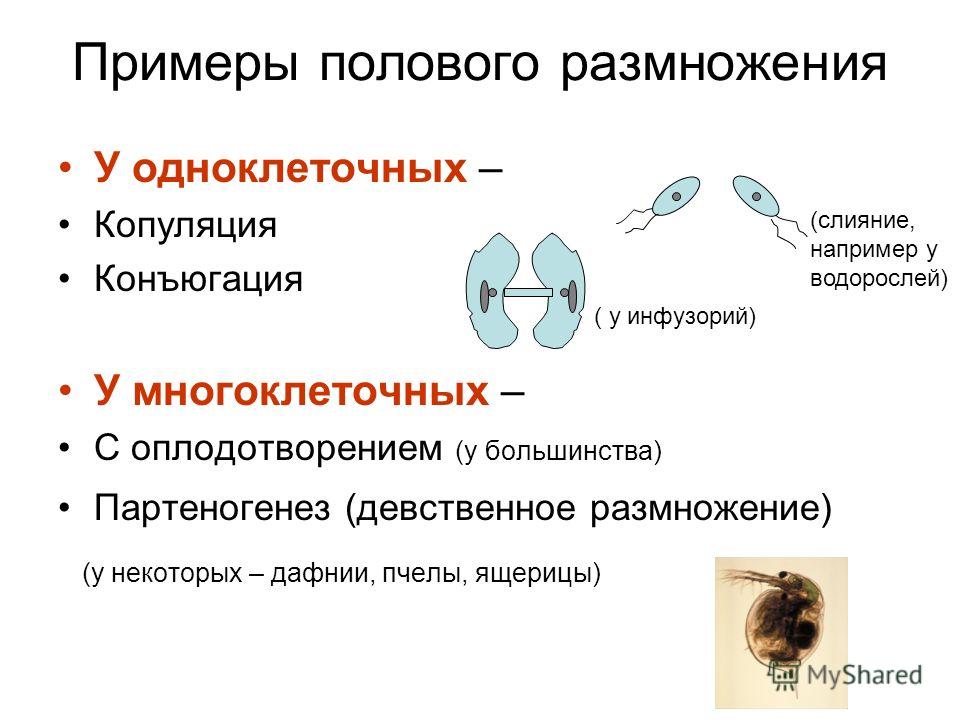 Примеры Бесполого Размножения у Животных