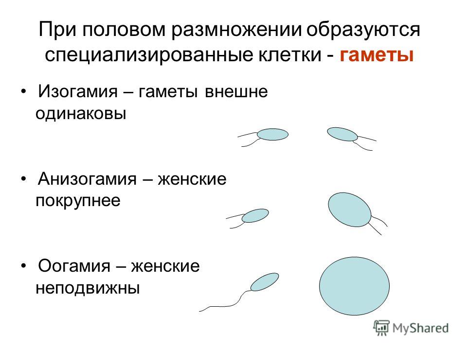 При половом размножении образуются специализированные клетки - гаметы Изогамия – гаметы внешне одинаковы Анизогамия – женские покрупнее Оогамия – женские неподвижны