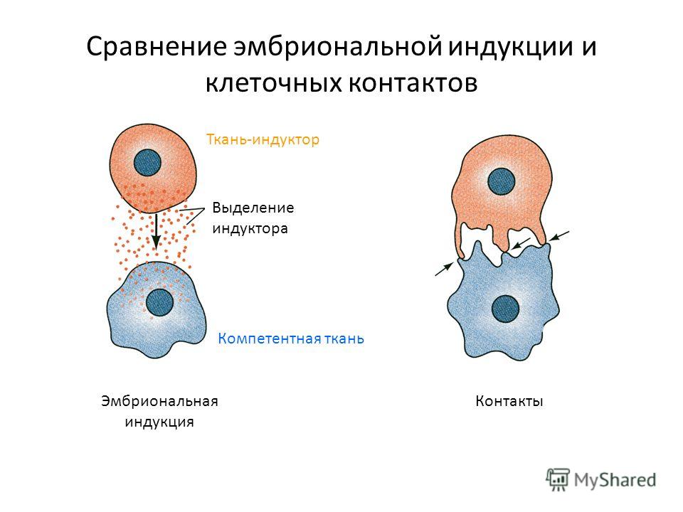 Сравнение эмбриональной индукции и клеточных контактов КонтактыЭмбриональная индукция Выделение индуктора Ткань-индуктор Компетентная ткань