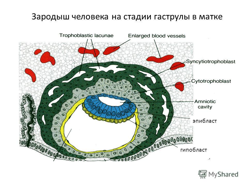 Зародыш человека на стадии гаструлы в матке эпибласт гипобласт