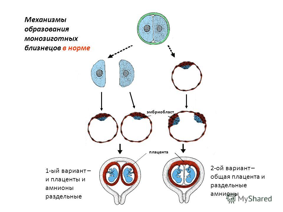 эмбриобласт плацента Механизмы образования монозиготных близнецов в норме 1-ый вариант – и плаценты и амнионы раздельные 2-ой вариант – общая плацента и раздельные амнионы