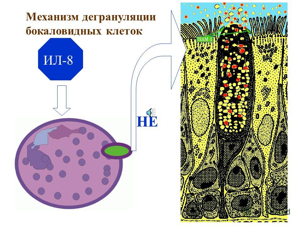 ИЛ-8 Механизм дегрануляции бокаловидных клеток НЕ
