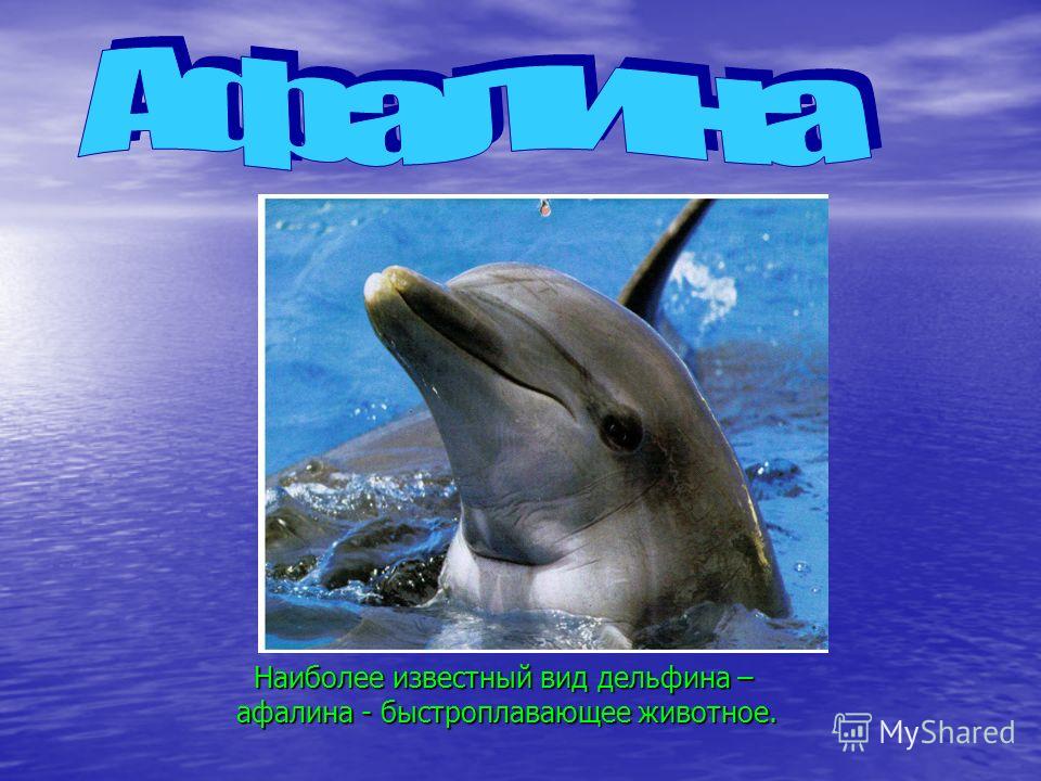 Наиболее известный вид дельфина – афалина - быстроплавающее животное.