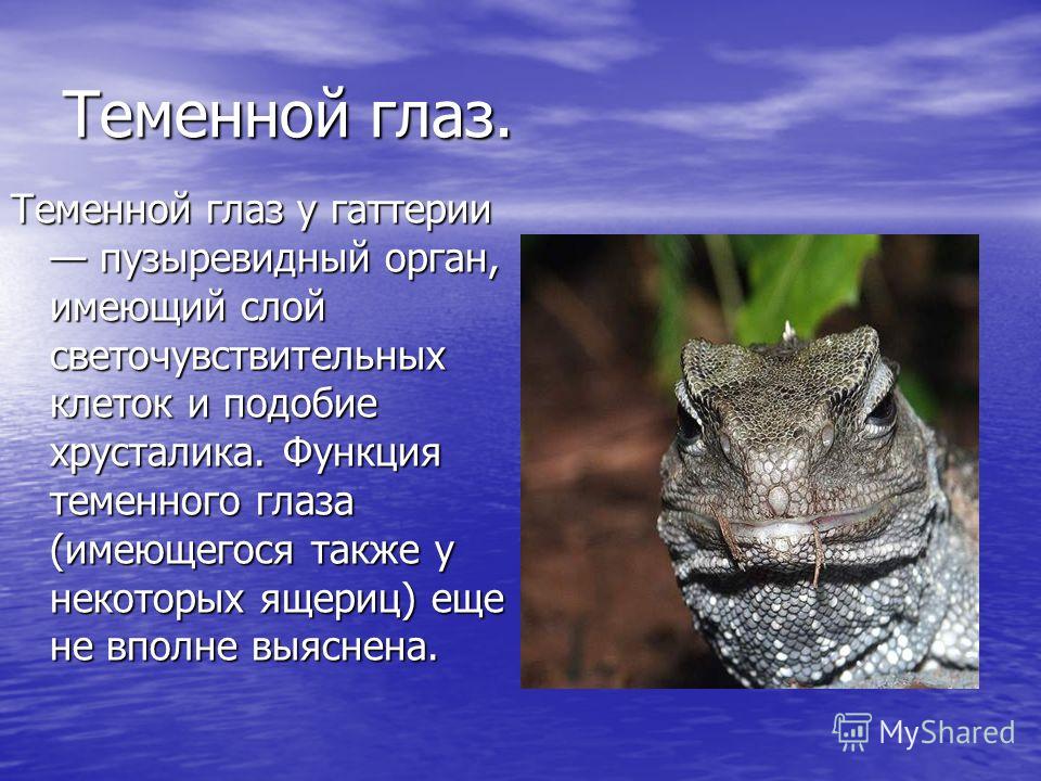 презентация молодые доктора презентация молодые доктора
