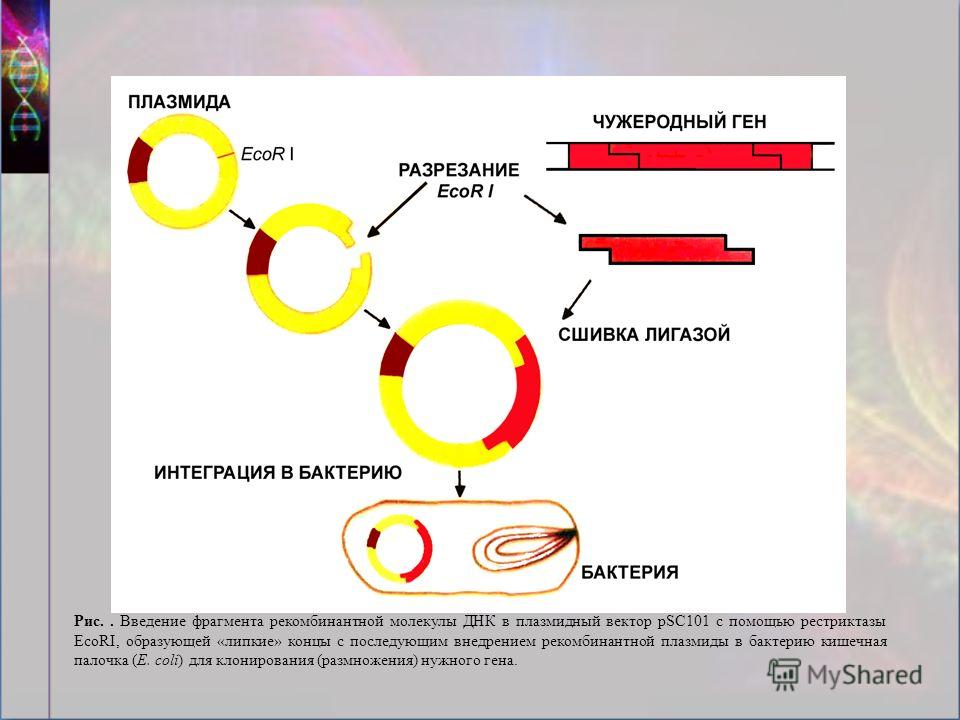 Рис.. Введение фрагмента рекомбинантной молекулы ДНК в плазмидный вектор pSC101 с помощью рестриктазы EcoRI, образующей «липкие» концы с последующим внедрением рекомбинантной плазмиды в бактерию кишечная палочка (E. coli) для клонирования (размножени