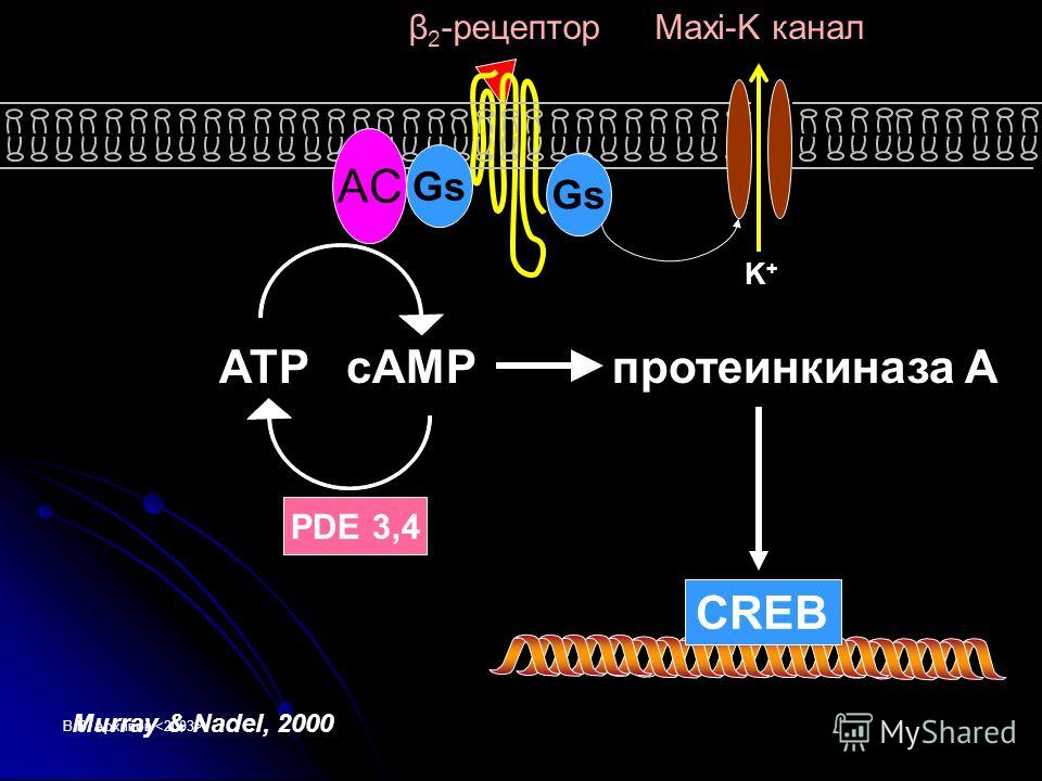 В.В. Архипов PDE 3,4 β 2 -рецептор Gs AC ATP cAMPпротеинкиназа A K+K+ Maxi-K канал CREB Murray & Nadel, 2000