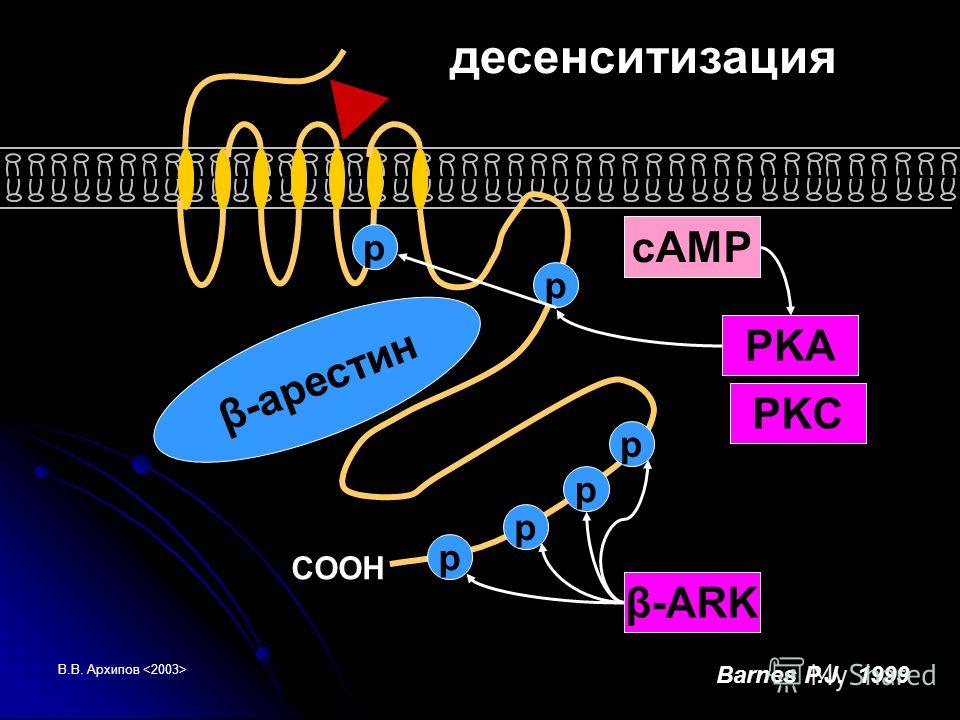 В.В. Архипов Barnes P.J. 1999 p COOH β-арестин p p p p p сAMP PKA PKC β-ARK десенситизация