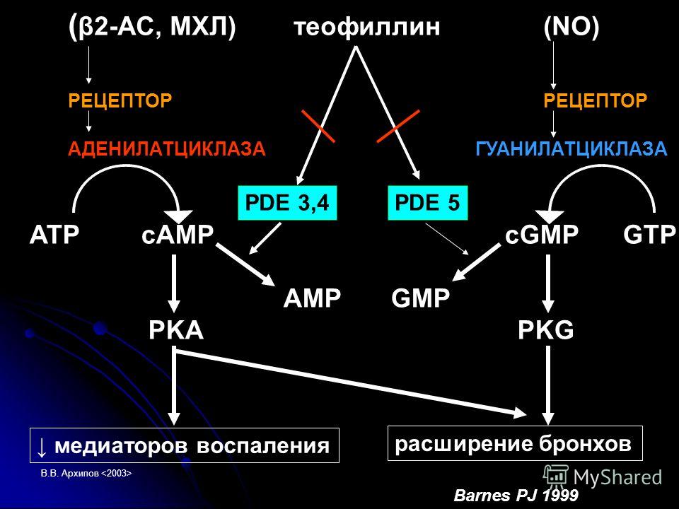 В.В. Архипов ( β2-АС, МХЛ) теофиллин(NO)РЕЦЕПТОР АДЕНИЛАТЦИКЛАЗАГУАНИЛАТЦИКЛАЗА PDE 3,4PDE 5 ATP cAMPcGMP GTP AMP GMP PKA PKG медиаторов воспаления расширение бронхов Barnes PJ 1999