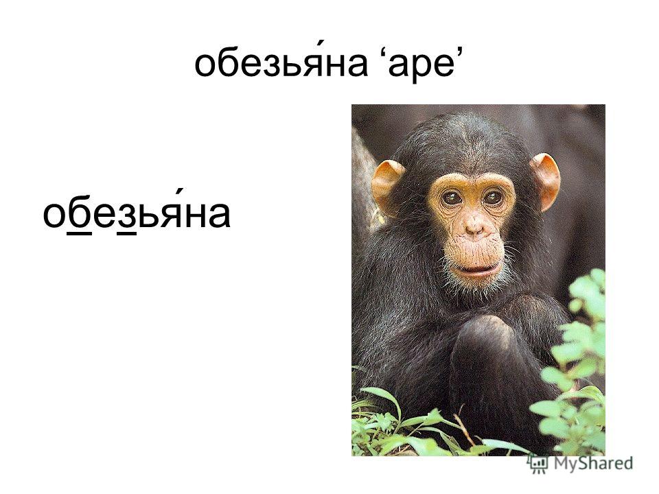 обезья́на ape обезья́на