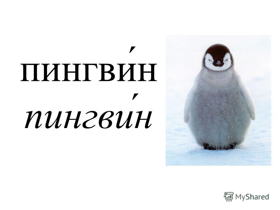 пингви́н