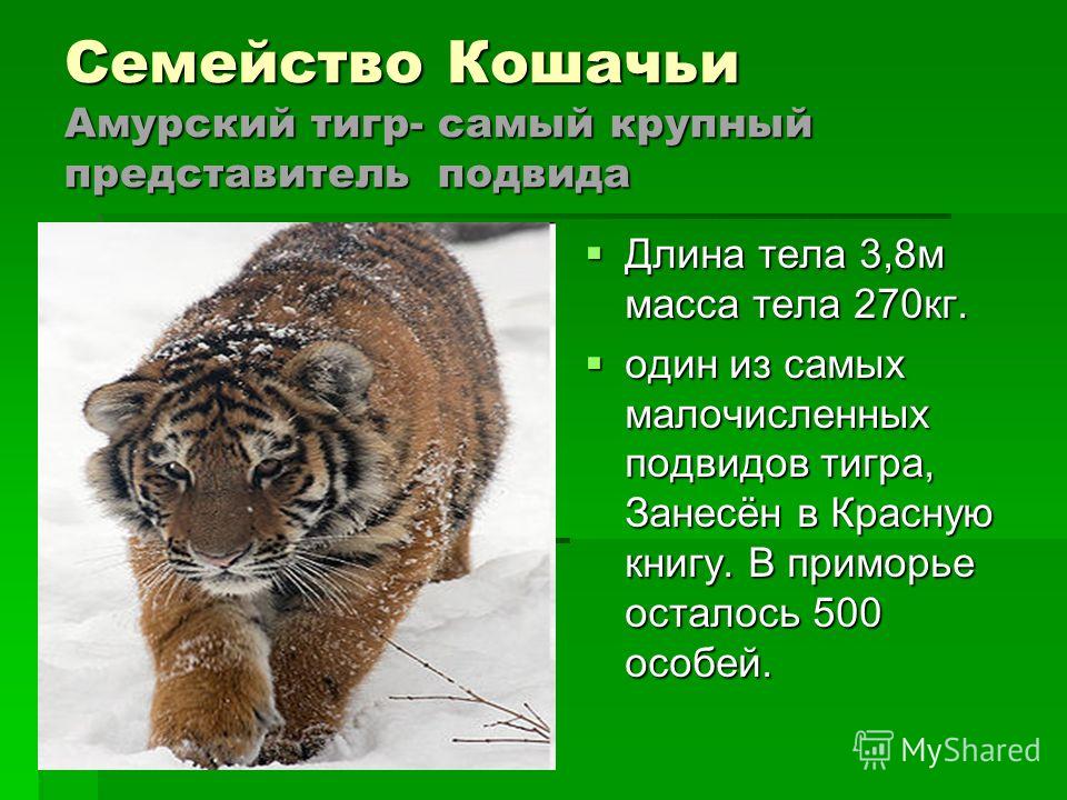 Семейство Кошачьи Амурский тигр- самый крупный представитель подвида Длина тела 3,8м масса тела 270кг. Длина тела 3,8м масса тела 270кг. один из самых малочисленных подвидов тигра, Занесён в Красную книгу. В приморье осталось 500 особей. один из самы
