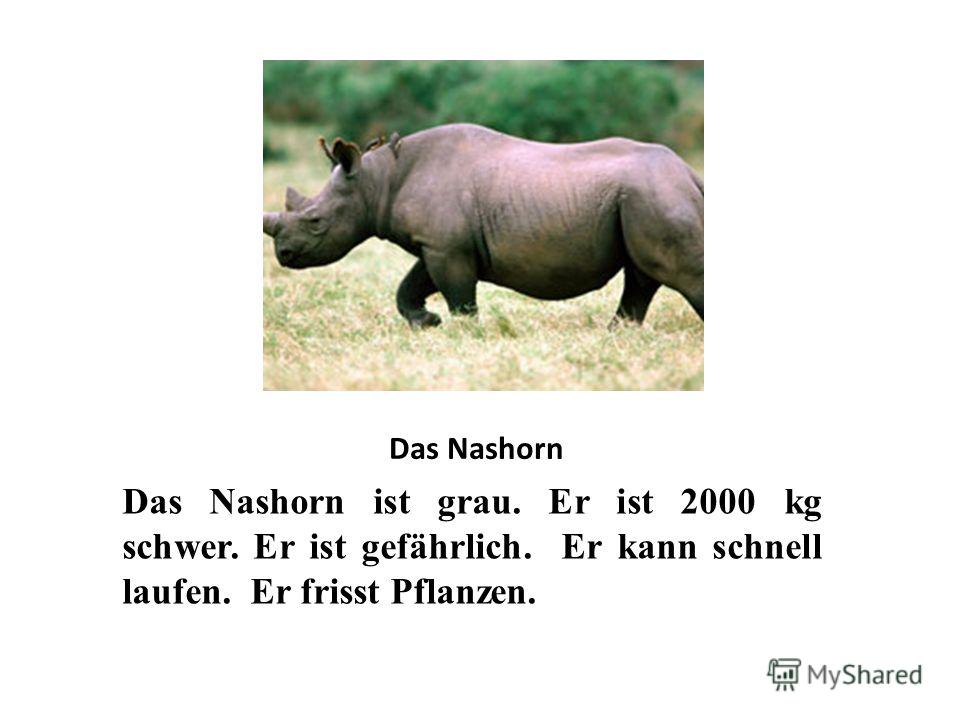 Das Nashorn Das Nashorn ist grau. Er ist 2000 kg schwer. Er ist gefährlich. Er kann schnell laufen. Er frisst Pflanzen.