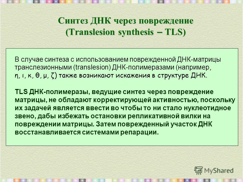 Синтез ДНК через повреждение (Translesion synthesis – TLS) В случае синтеза с использованием поврежденной ДНК-матрицы транслезионными (translesion) ДНК-полимеразами (например, η, ι, κ, θ, μ, ζ) также возникают искажения в структуре ДНК. TLS ДНК-полим