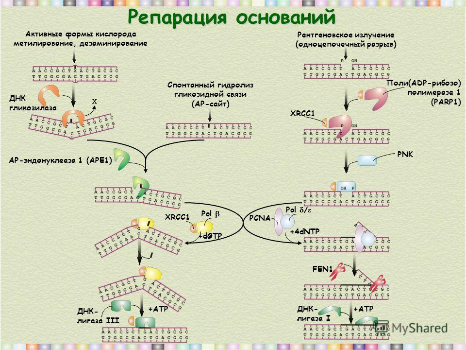 Репарация оснований Х ДНК гликозилаза Активные формы кислорода метилирование, дезаминирование Спонтанный гидролиз гликозидной связи (АР-сайт) Рентгеновское излучение (одноцепочечный разрыв) АР-эндонуклеаза 1 (APE1) PNK Поли(ADP-рибозо) полимераза 1 (