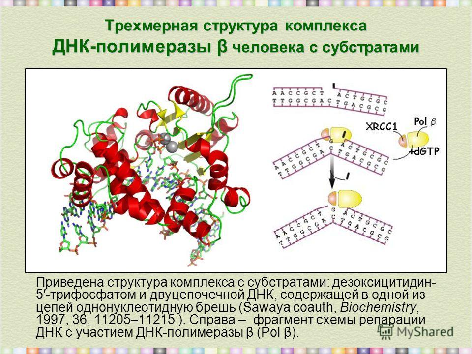 Трехмерная структура комплекса ДНК-полимеразы β человека с субстратами Приведена структура комплекса с субстратами: дезоксицитидин- 5-трифосфатом и двуцепочечной ДНК, содержащей в одной из цепей однонуклеотидную брешь (Sawaya coauth, Biochemistry, 19