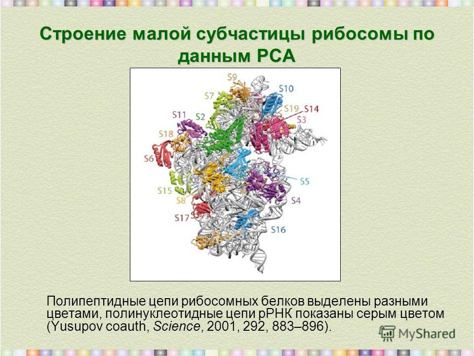 Строение малой субчастицы рибосомы по данным РСА Полипептидные цепи рибосомных белков выделены разными цветами, полинуклеотидные цепи рРНК показаны серым цветом (Yusupov coauth, Science, 2001, 292, 883–896).