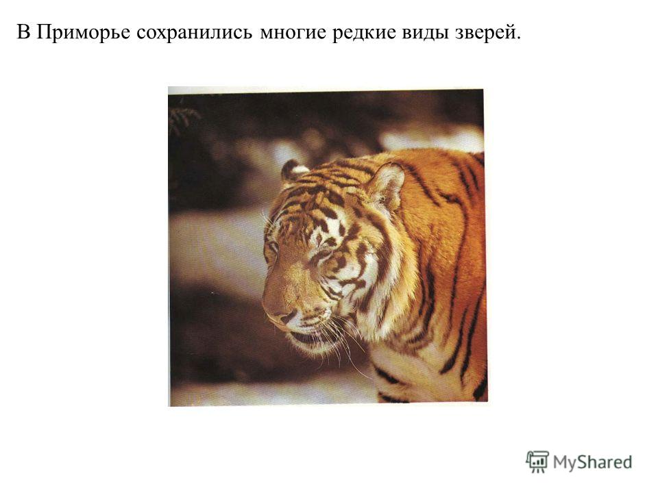 В Приморье сохранились многие редкие виды зверей. Уссурийский тигр.