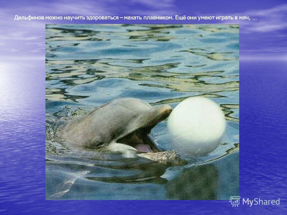 Дельфинов можно научить здороваться – махать плавником. Ещё они умеют играть в мяч, …