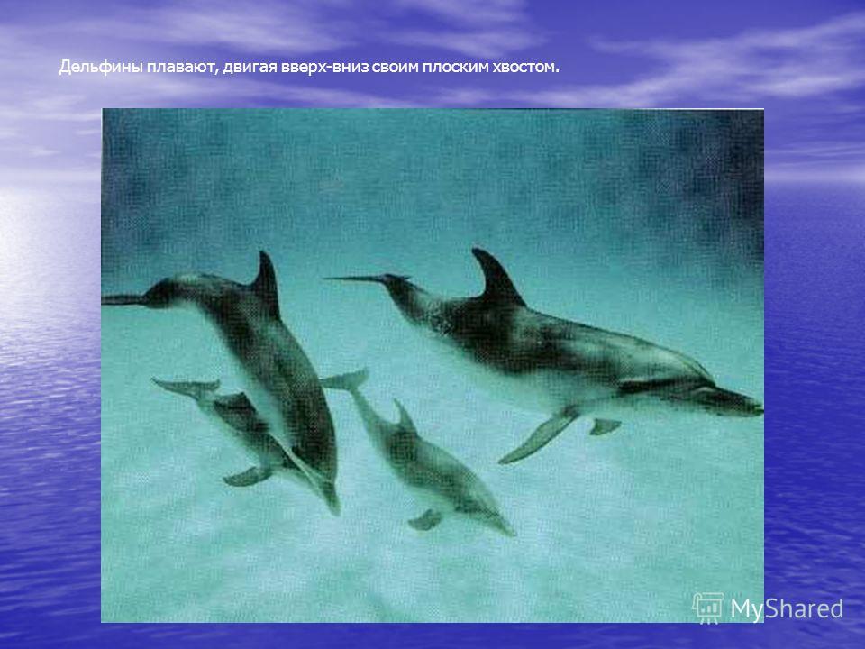 Дельфины плавают, двигая вверх-вниз своим плоским хвостом.