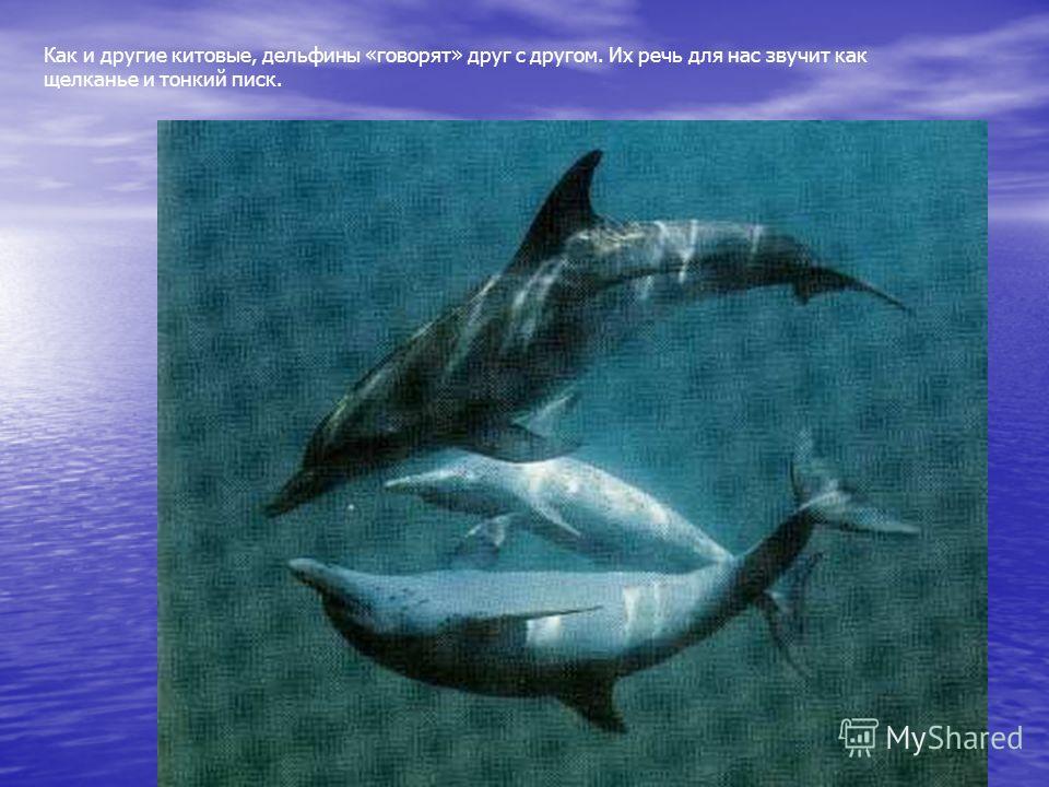 Как и другие китовые, дельфины «говорят» друг с другом. Их речь для нас звучит как щелканье и тонкий писк.