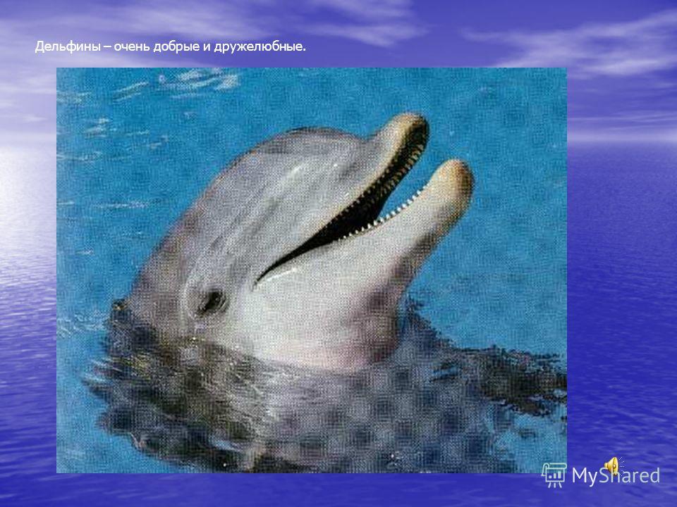 Дельфины – очень добрые и дружелюбные.