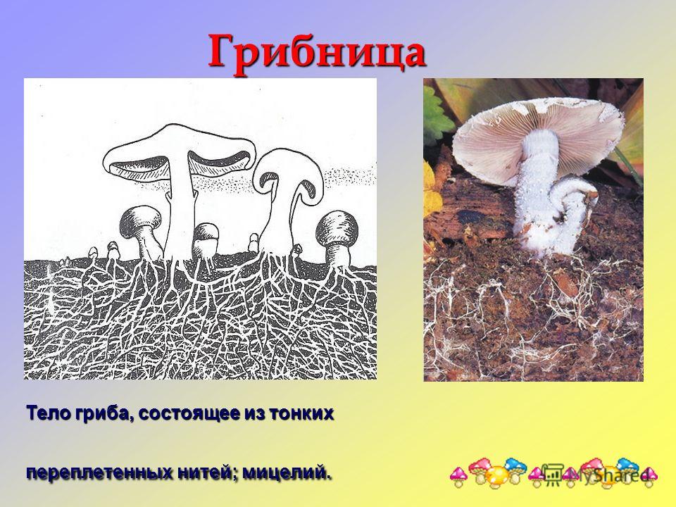 Грибница Тело гриба, состоящее из тонких переплетенных нитей; мицелий.