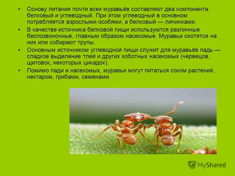 Основу питания почти всех муравьёв составляют два компонента: белковый и углеводный. При этом углеводный в основном потребляется взрослыми особями, а белковый личинками. В качестве источника белковой пищи используются различные беспозвоночные, главны