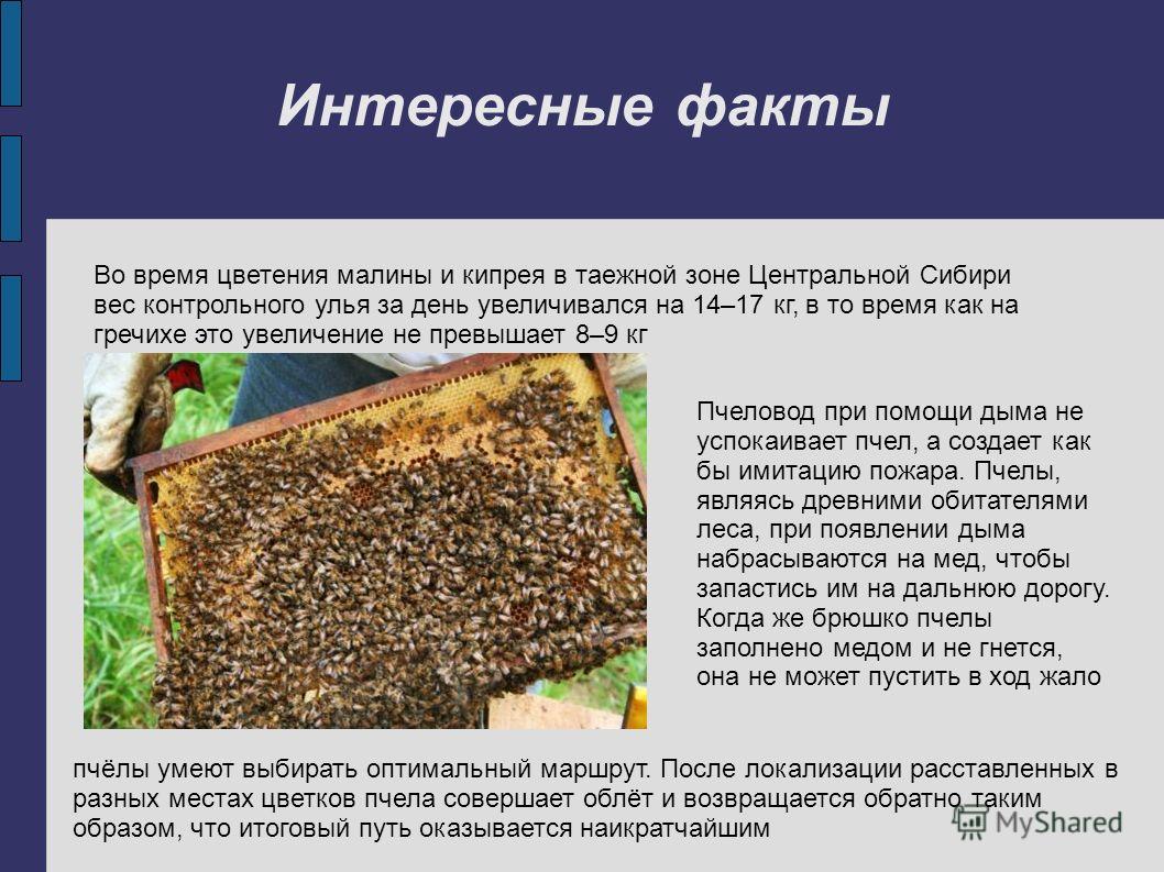 Интересные факты Во время цветения малины и кипрея в таежной зоне Центральной Сибири вес контрольного улья за день увеличивался на 14–17 кг, в то время как на гречихе это увеличение не превышает 8–9 кг Пчеловод при помощи дыма не успокаивает пчел, а 