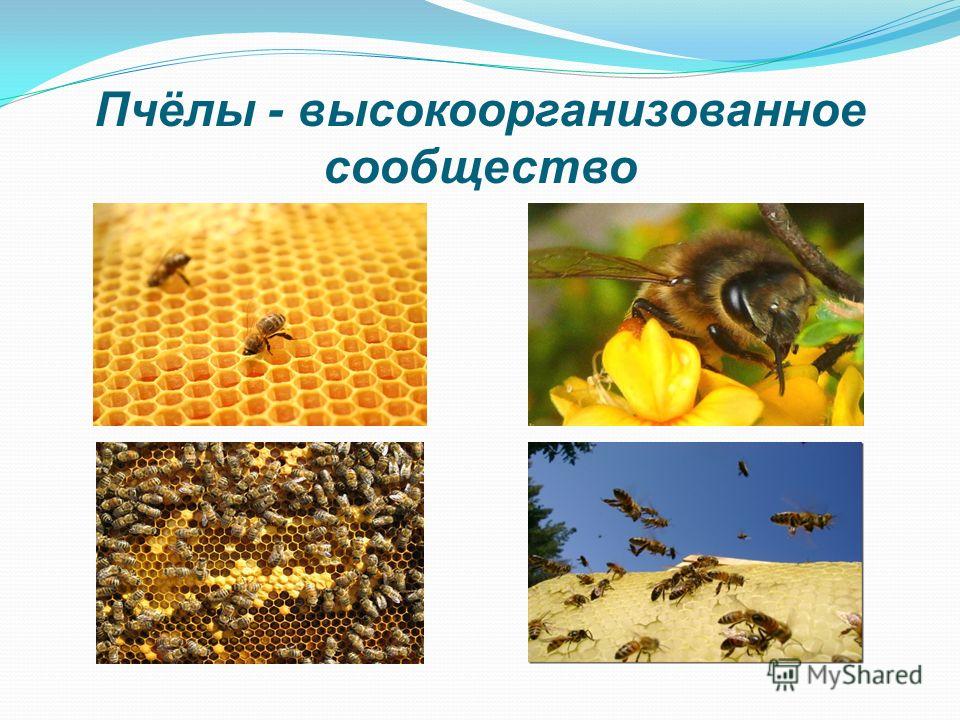 Пчёлы - высокоорганизованное сообщество