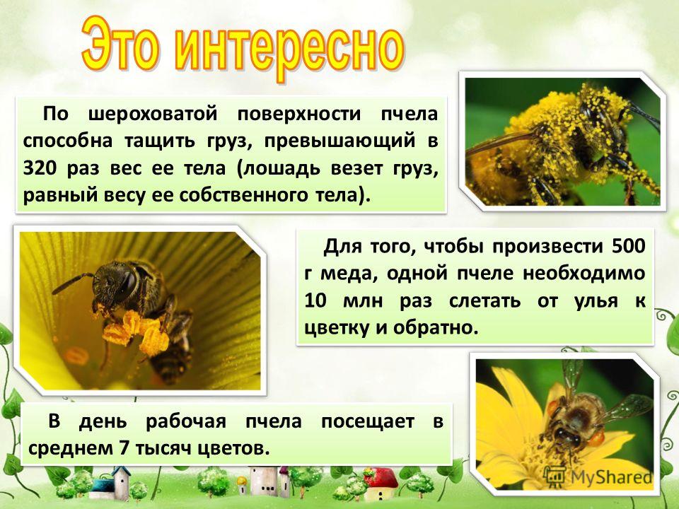 Для того, чтобы произвести 500 г меда, одной пчеле необходимо 10 млн раз слетать от улья к цветку и обратно. По шероховатой поверхности пчела способна тащить груз, превышающий в 320 раз вес ее тела (лошадь везет груз, равный весу ее собственного тела
