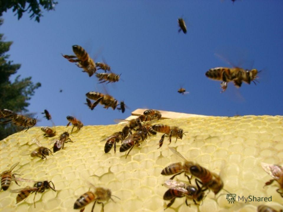Кучу книг перелистали, Очень важное узнали: При весе пчелиной семьи в 3 кг в сборе нектара принимает участие лишь половина ульевых пчел. За один вылет эти пчелы могут принести в улей 400- 500 граммов нектара. Остальные пчелы в такой семье заняты восп