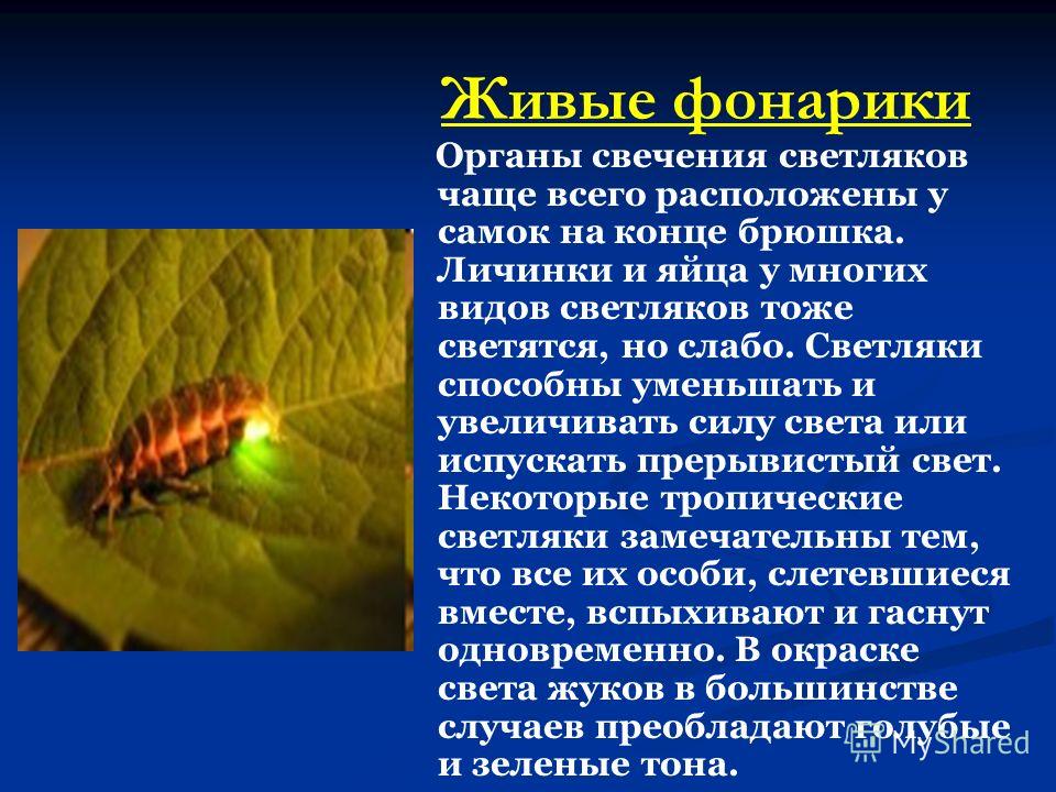 КТО ОНИ ТАКИЕ ? Светляки (лат.Lampyridae) род жуков, длиной 1-2 см., насчитывающий около 2000 видов. Свыше 30 видов распространены довольно широко. (лат.Lampyridae) род жуков, длиной 1-2 см., насчитывающий около 2000 видов. Свыше 30 видов распростран