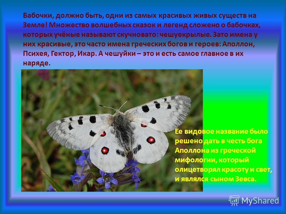 Бабочки, должно быть, одни из самых красивых живых существ на Земле! Множество волшебных сказок и легенд сложено о бабочках, которых учёные называют скучновато: чешуекрылые. Зато имена у них красивые, это часто имена греческих богов и героев: Аполлон