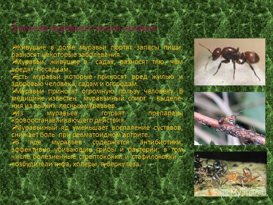 Живущие в доме муравьи портят запасы пищи, разносят некоторые заболевания. Муравьи, живущие в садах, разносят тлю, чем вредят посадкам. Есть муравьи которые приносят вред жилью и здоровью человека, садам и огородам. Муравьи приносят огромную пользу ч