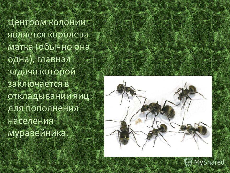 Центром колонии является королева- матка (обычно она одна), главная задача которой заключается в откладывании яиц для пополнения населения муравейника.