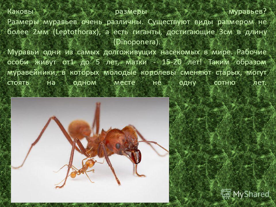 Каковы размеры муравьев? Размеры муравьев очень различны. Существуют виды размером не более 2мм (Leptothorax), а есть гиганты, достигающие 3см в длину (Dinoponera). Муравьи одни из самых долгоживущих насекомых в мире. Рабочие особи живут от1 до 5 лет