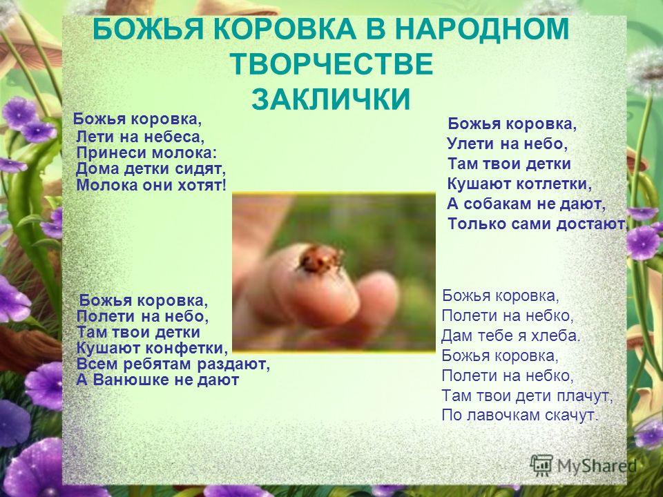 Божья коровка афоризм Божья коровка афоризм