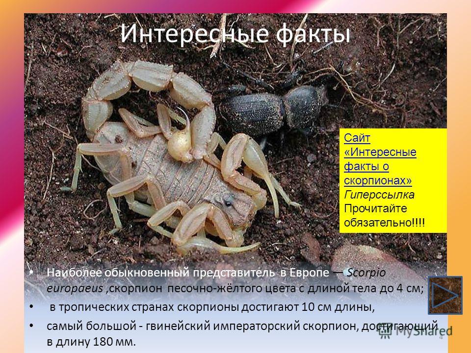 Интересные факты Наиболее обыкновенный представитель в Европе Scorpio europaeus,скорпион песочно-жёлтого цвета с длиной тела до 4 см; в тропических странах скорпионы достигают 10 см длины, самый большой - гвинейский императорский скорпион, достигающи