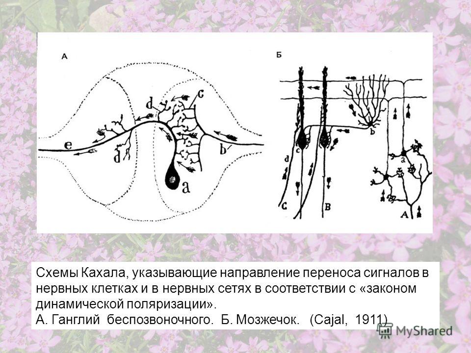 Схемы Кахала, указывающие направление переноса сигналов в нервных клетках и в нервных сетях в соответствии с «законом динамической поляризации». А. Ганглий беспозвоночного. Б. Мозжечок. (Cajal, 1911)