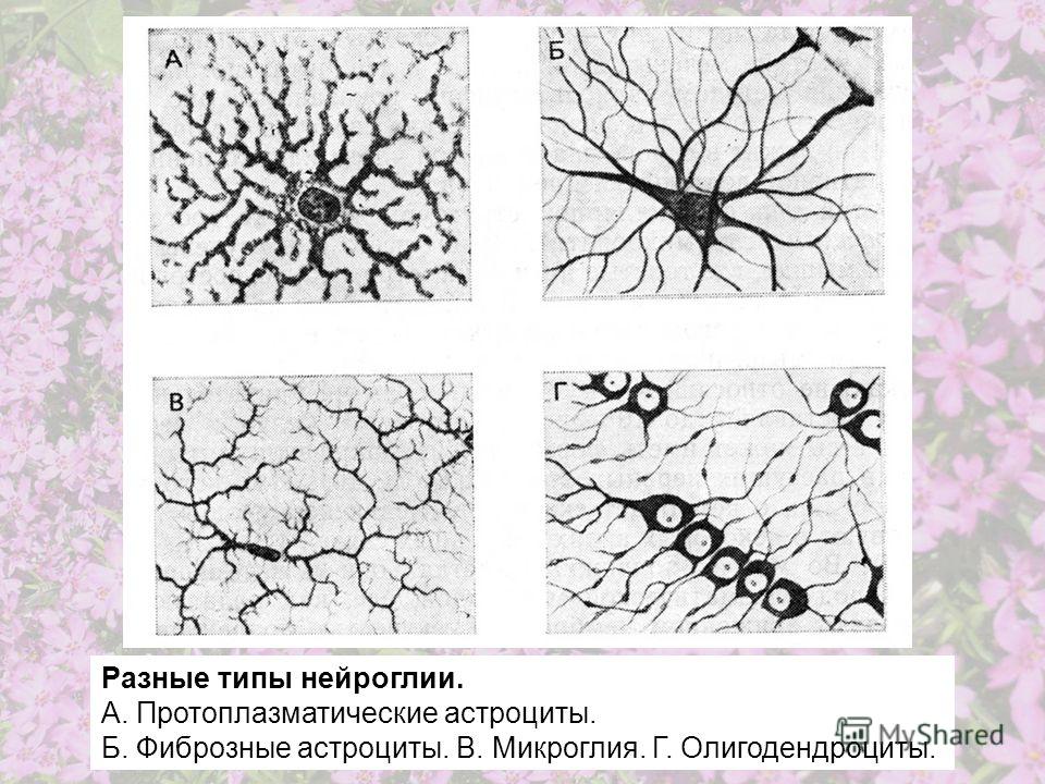 Разные типы нейроглии. А. Протоплазматические астроциты. Б. Фиброзные астроциты. В. Микроглия. Г. Олигодендроциты.