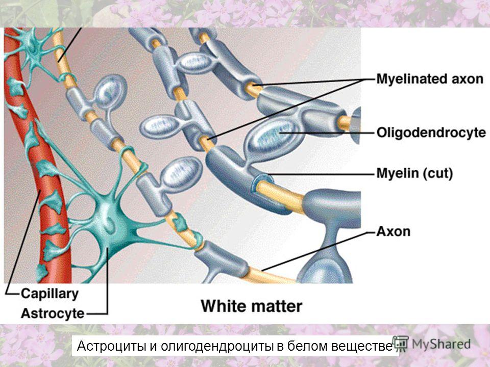 Астроциты и олигодендроциты в белом веществе