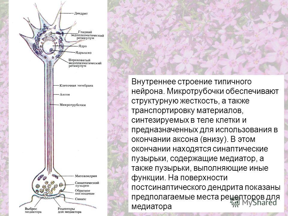 Внутреннее строение типичного нейрона. Микротрубочки обеспечивают структурную жесткость, а также транспортировку материалов, синтезируемых в теле клетки и предназначенных для использования в окончании аксона (внизу). В этом окончании находятся синапт