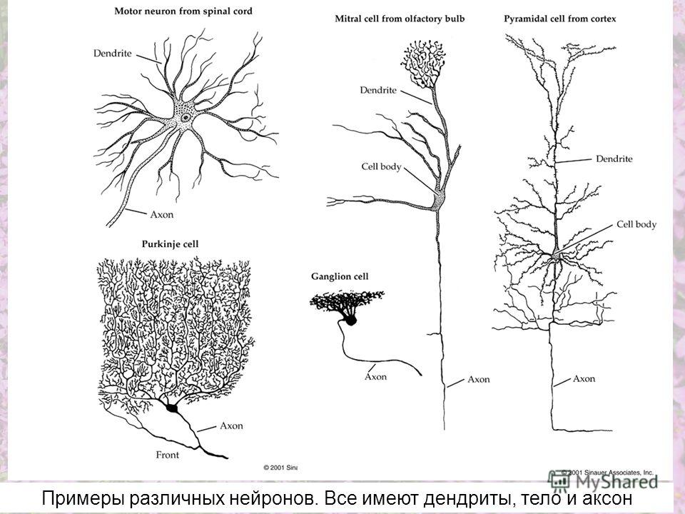 Примеры различных нейронов. Все имеют дендриты, тело и аксон