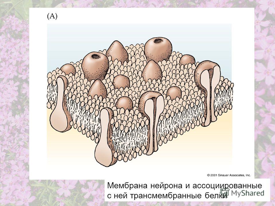 Мембрана нейрона и ассоциированные с ней трансмембранные белки