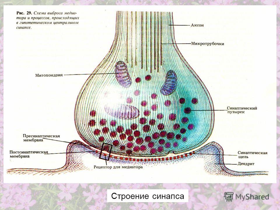 Строение синапса
