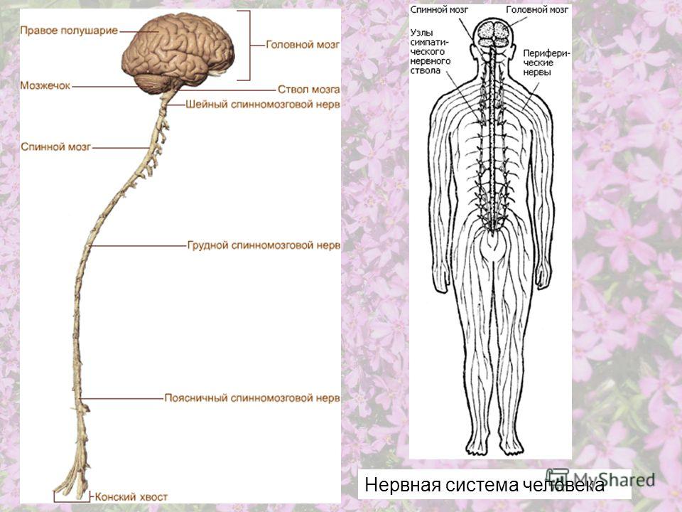 Нервная система человека