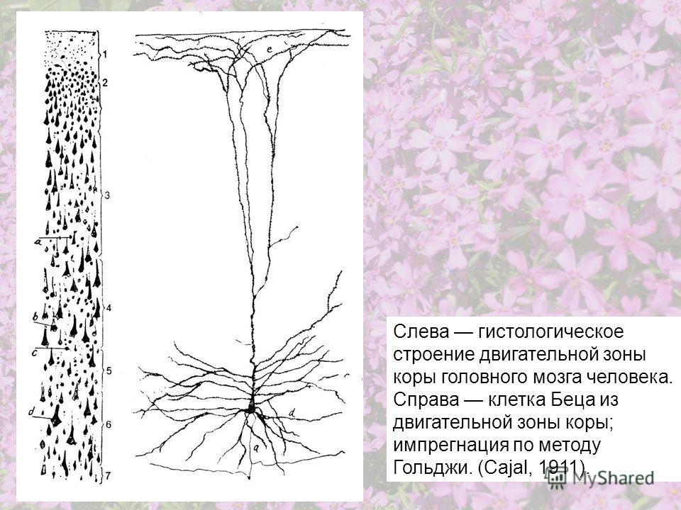 Слева гистологическое строение двигательной зоны коры головного мозга человека. Справа клетка Беца из двигательной зоны коры; импрегнация по методу Гольджи. (Cajal, 1911).